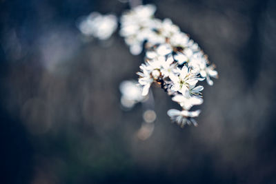 Close-up of white flowering plant