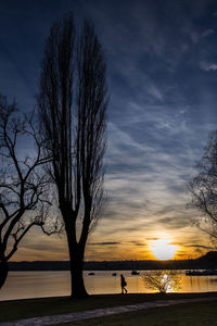 Silhouette tree on beach against sky during sunset