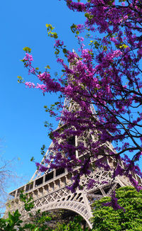 Low angle view of pink flower tree against blue sky