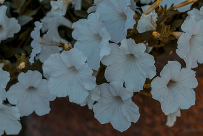 Close-up of white flowering plants