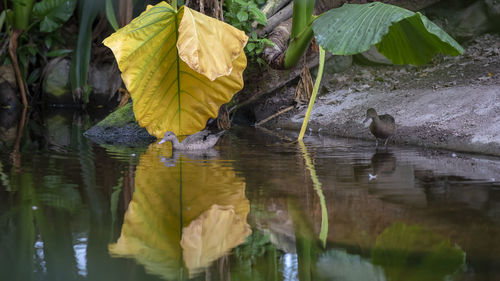 Close-up of yellow leaves in lake