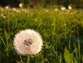 Close-up of grass on field