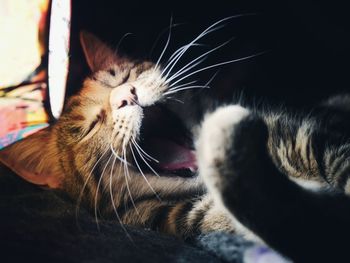 Close-up of cat yawning