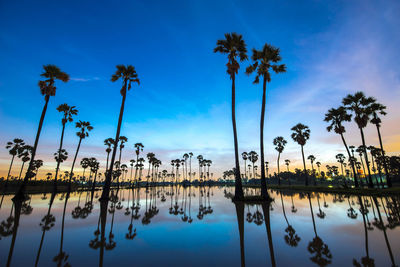 Silhouette palm trees by swimming pool against sky