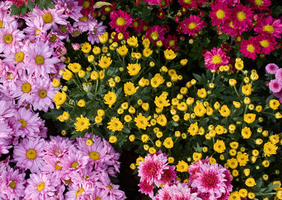 Close-up of pink flowering plants