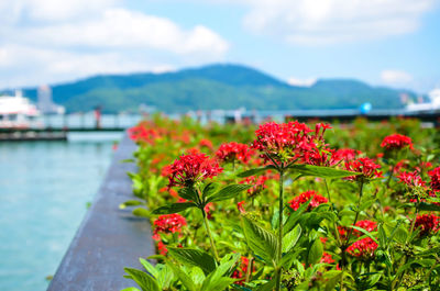 Close-up of red flowers blooming by lake against sky