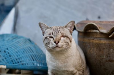 Close-up portrait of tabby cat against blurred background