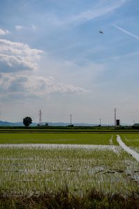 Scenic view of agricultural field against sky