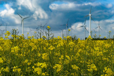 Scenic view of oilseed rape field against sky