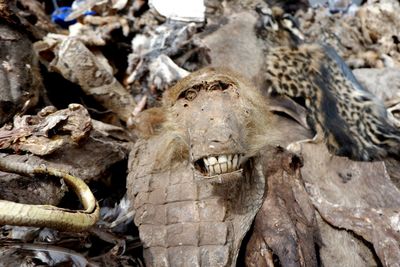 Close-up of animal skull