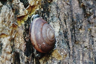 Close-up of snail on tree trunk