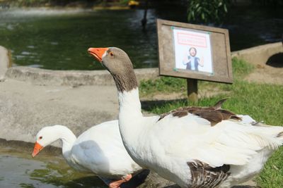 Close-up of a duck in lake