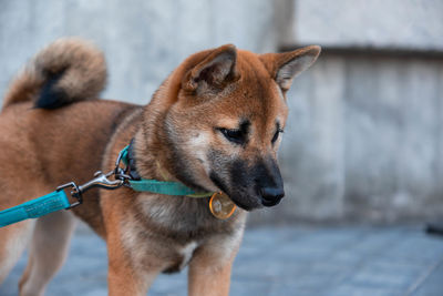 Close-up of dog looking away