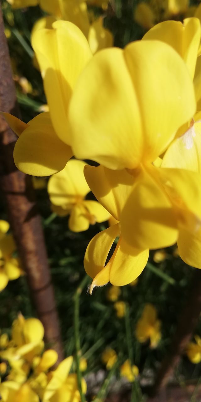 CLOSE-UP OF YELLOW ROSE FLOWER