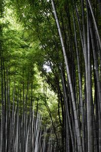 Bamboo trees in forest