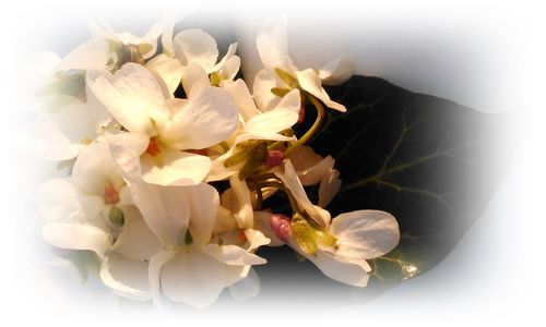 Close-up of white flowers over white background