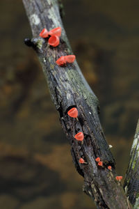 Close-up of plant growing on tree trunk