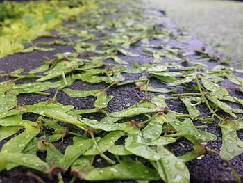 Close-up of wet leaves