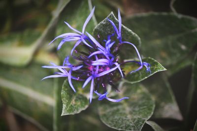 Close-up of purple flowering plant
