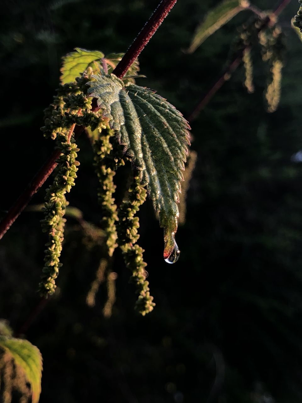 CLOSE-UP OF INSECT ON BRANCH