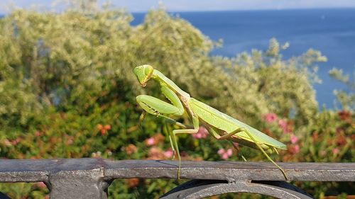 Close-up of grasshopper on leaf