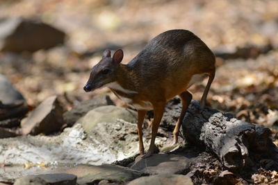 Side view of a reptile on rock