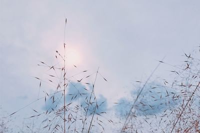 Close-up of grass against sky