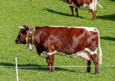 Side view of horse on field