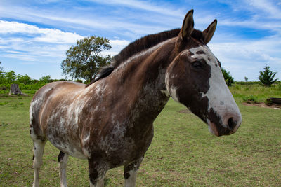 Horse on field against sky