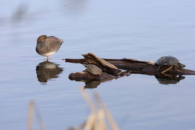 Bird perching on a lake