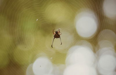 Close-up of spider on web