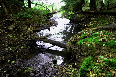 Narrow stream along plants in forest