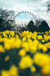 Yellow flowers growing on field against sky