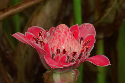 Close-up of pink rose flower