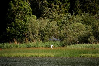 Bird on field against trees in forest
