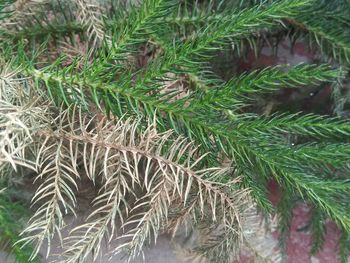 Close-up of pine tree