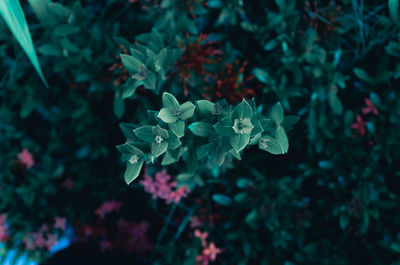 High angle view of flowering plant