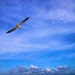 Low angle view of seagull flying in sky