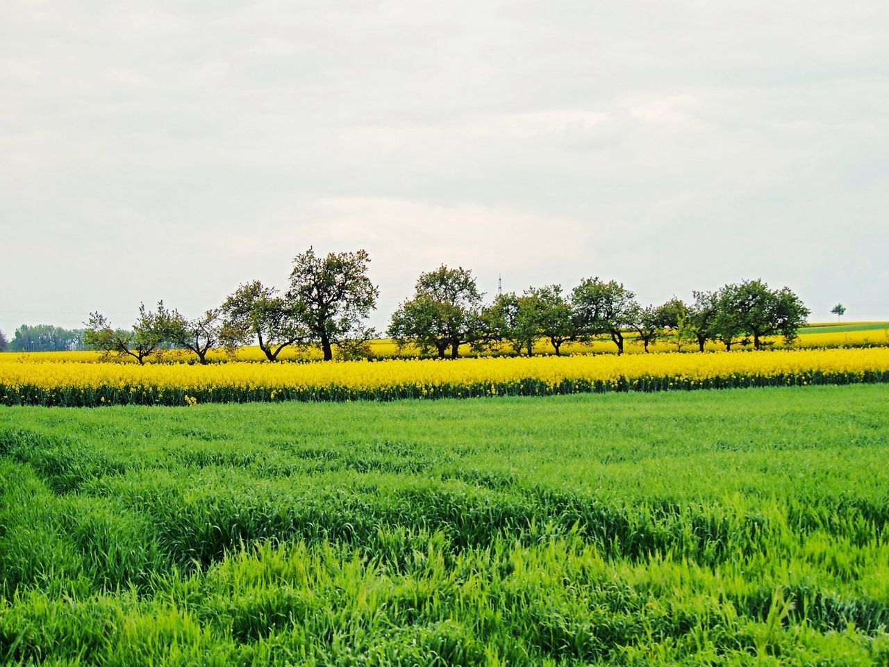 field, grass, tranquil scene, landscape, tranquility, rural scene, scenics, beauty in nature, green color, agriculture, growth, grassy, tree, sky, nature, farm, crop, cultivated land, idyllic, non-urban scene