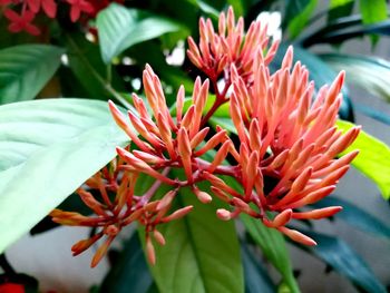 Close-up of red flowering plant