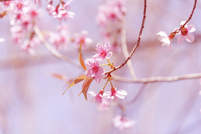 Close-up of pink flowers blooming on tree