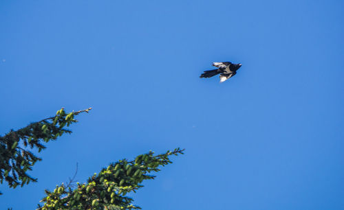 Low angle view of bird flying against blue sky