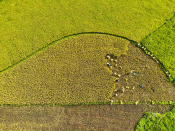 High angle view of crops on field