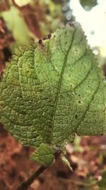 Close-up of green leaf