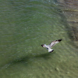 High angle view of seagull flying over lake