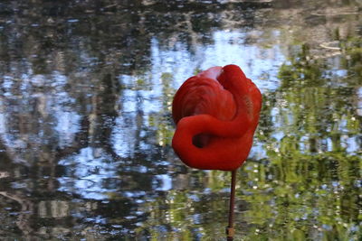 Close-up of red water in lake