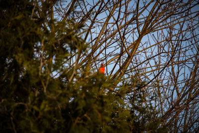 Low angle view of a tree