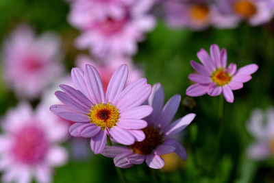 Close-up of pink cosmos flowers