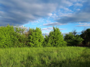 Plants growing on land against sky