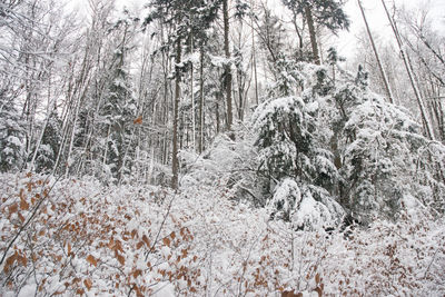 Close-up of snow covered trees in forest
